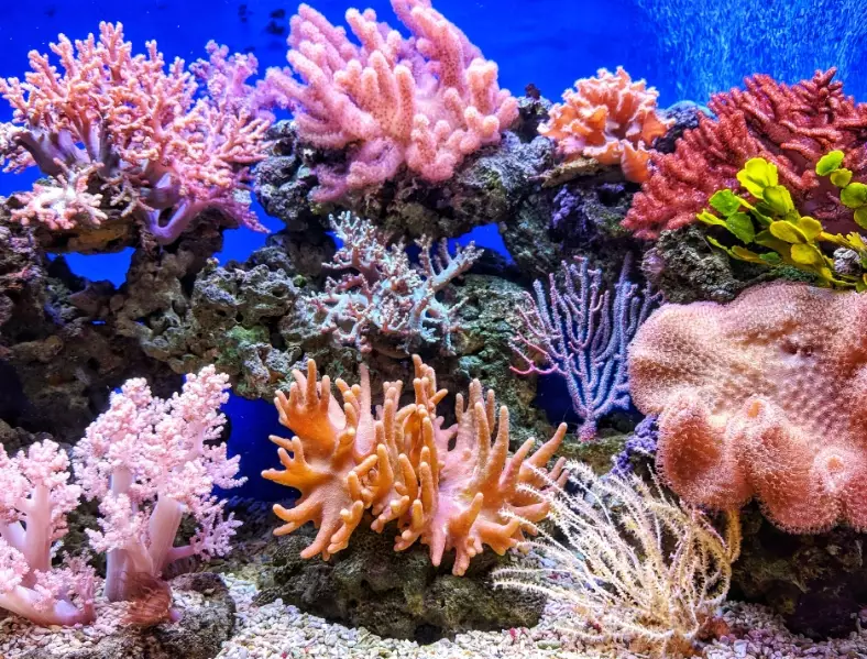 coral conservation coral conservation