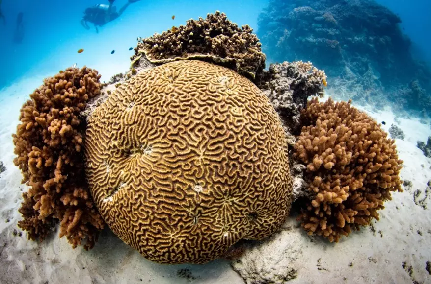 coral conservation coral conservation