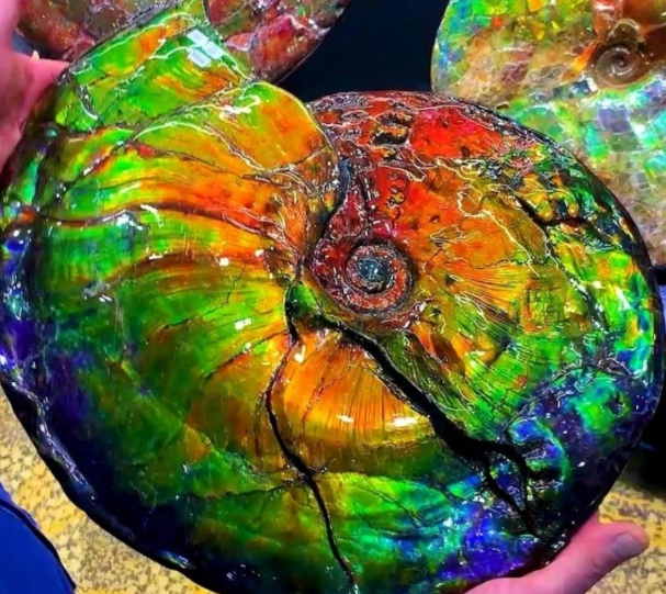 Ammolite: The Ultimate Guide to Canada's Rare Fossil Gemstone