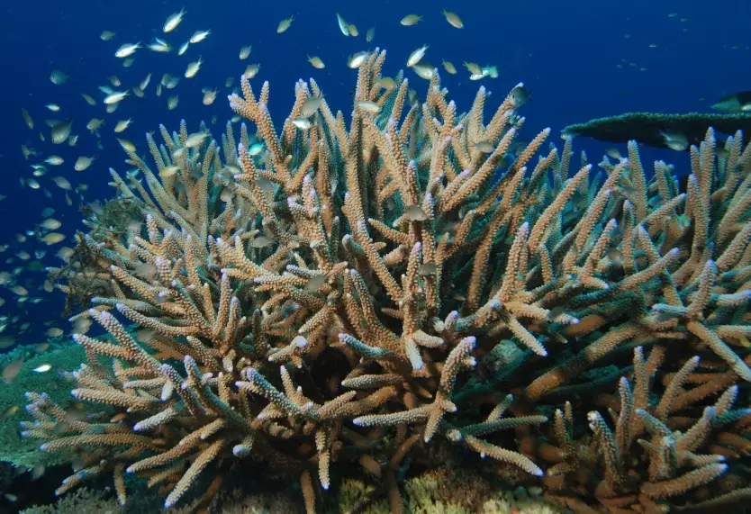 coral bleaching coral bleaching