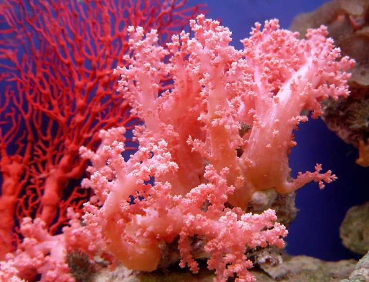 Discover the Vibrant World of Coral: Ecology, Threats, and How You Can Help