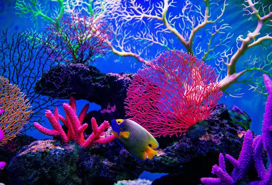 coral reef coral reef