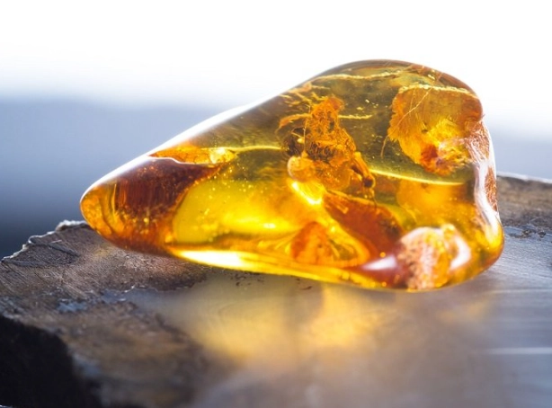 baltic amber baltic amber