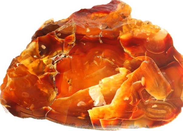 baltic amber baltic amber