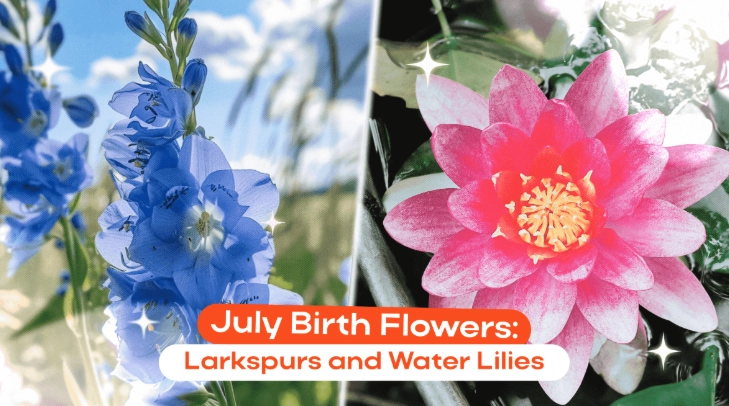 July flower