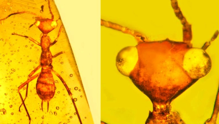 amber meaning