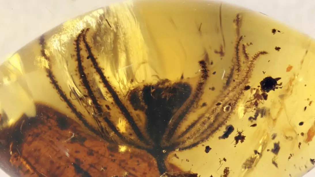 types of amber