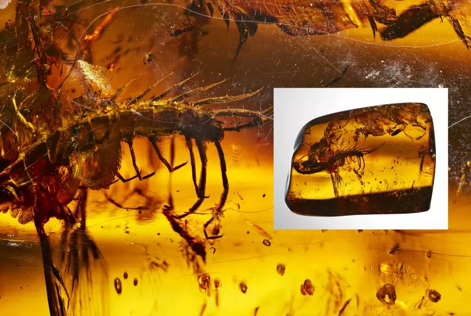 amber meaning