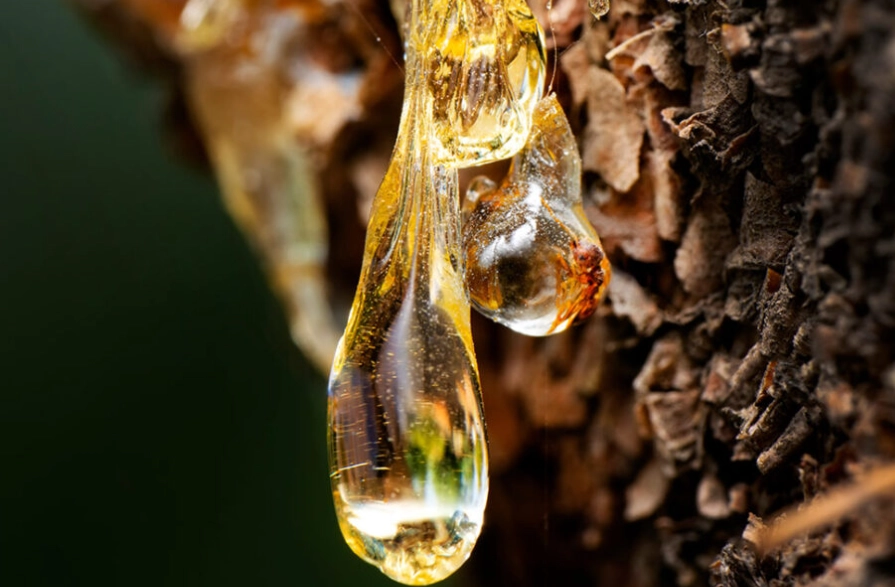 Amber smell