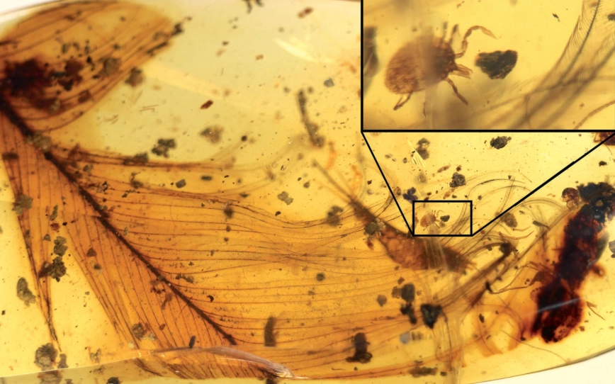 amber durability