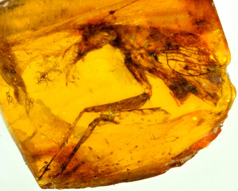 how to identify real amber