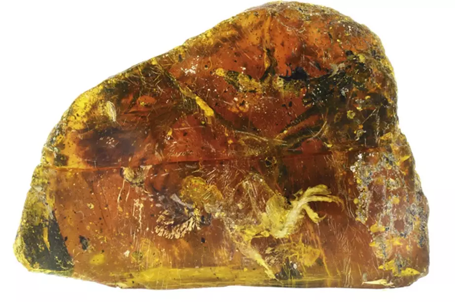 how to identify real amber