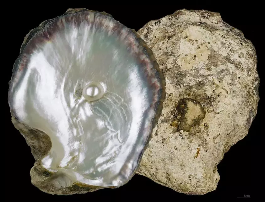 types of pearls types of pearls